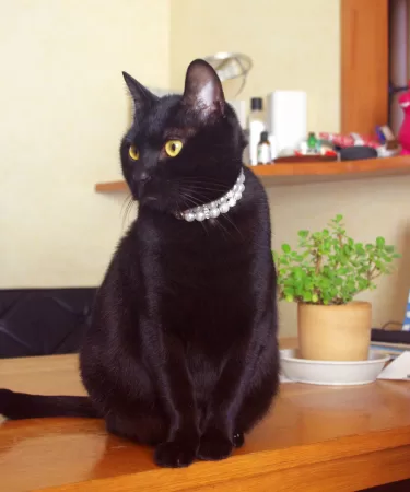 黒猫ピノ